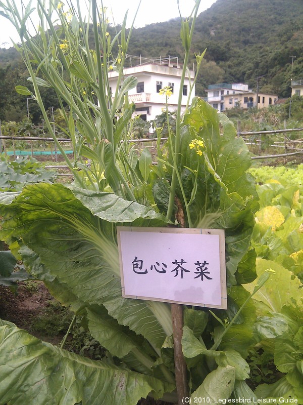 20100215Farm Visit25.jpg
